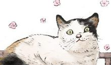 梦到追打白猫白猫开口说话是怎么回事