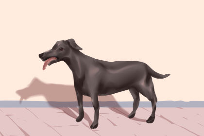 狗身体潮湿的长角落是什么？