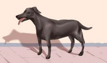 梦见警犬守护自己的孩子是什么意思