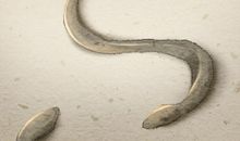 男人梦见抓黄鳝是什么预兆