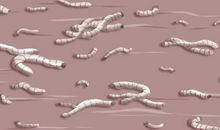 孕妇梦见蛆虫生男生女又预示着什么