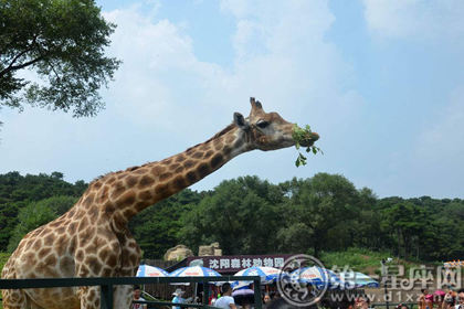 沉阳森林动物园