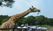 沈阳周边一日游之沈阳森林动物园