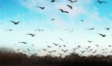 花语大全：球根海棠的花语是什么？