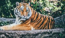 梦见几只老虎看着我