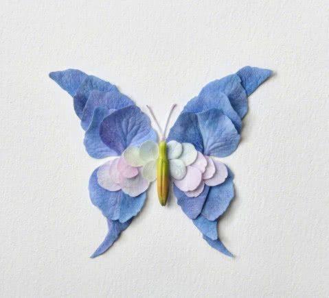 心理测试：哪种蝴蝶是最美丽的？请参阅12月2日将收获的“惊喜”