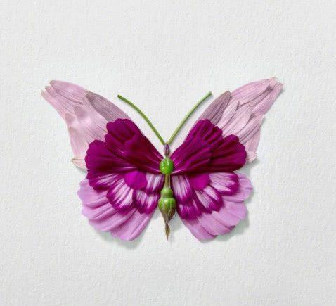心理测试：哪种蝴蝶是最美丽的？请参阅12月1日的“惊喜”