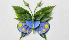 心理测试：哪只蝴蝶最漂亮？看你在12月份会收获什么“惊喜”