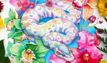 生肖蛇年前不可错过的好机遇