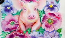 生肖猪年前不可错过的好机遇