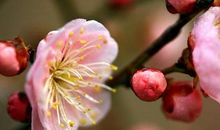 你的桃花运指数有多高