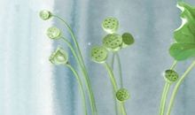 73年桑拓木命缺什么 五行命理