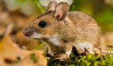 属鼠的性格特点有哪些？