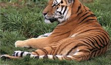 哪些生肖最具有王者风范