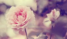 金牛座会因为什么而悔不当初