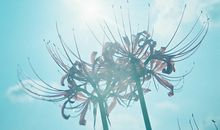 白羊座会因为什么而悔不当初