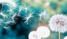 非常运势网每周生肖运势详解(2.4-2.10)