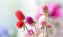 郑博士今日生肖运势12.24