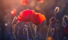 郑博士：今明吉凶播报、属相运势简报1.5