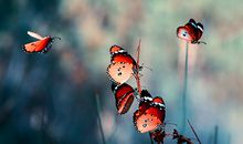 董易林今日生肖运势2016.08.17