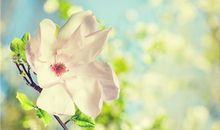 2020年财神爷偏爱的生肖