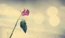 郑博士：2019元月12属相出行预报