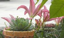 属兔摩羯座2018年运势