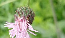 属鼠射手座2018年运势