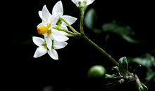 属鼠摩羯座2018年运势