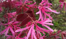 1960年属鼠的人2018年运程