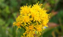 1955年属羊的人2018年运程