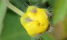 1957年属鸡的人2018年运程