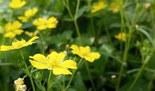 1949年属牛的人2018年运程