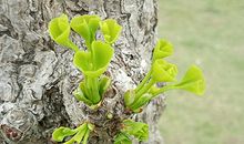 进入5月之后桃花运势旺盛的生肖都有哪些