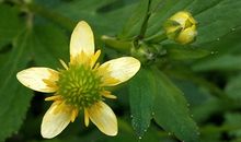 2017年6月份生肖鼠运程