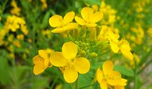 立夏：12生肖咋旺运?