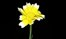 非常运势网本周生肖运势详解(5.1-5.7)