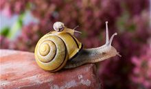 2020鼠年变有钱的生肖女