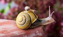 属鼠处女座2019年运势