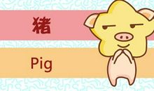 属猪的为什么这几年这么背