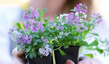 属龙人2020年8月运势