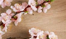 郑博士今日生肖运势2016.12.21