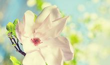 哪个四个生肖爱做情人的梦