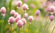 2018年生肖牛官运哪几个月最旺?