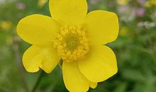 一周生肖运程(5月1日至5月7日)