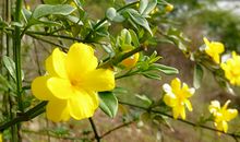 十二生肖5月1日—7日运势