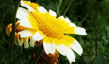 郑博士：今明吉凶播报5.2