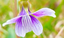 出身虽然贫寒却能够获得成功的生肖男有哪些?