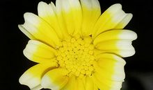 属兔射手座2018年运势