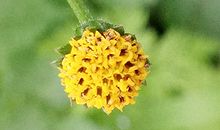 属兔处女座2018年运势